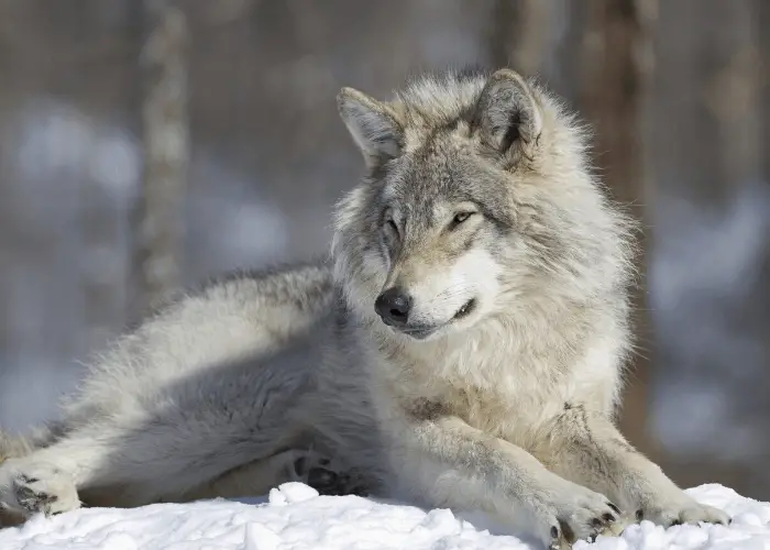 Wolf vs. Husky Differences (Are They Related?) 6 gray wolf lying on the snow