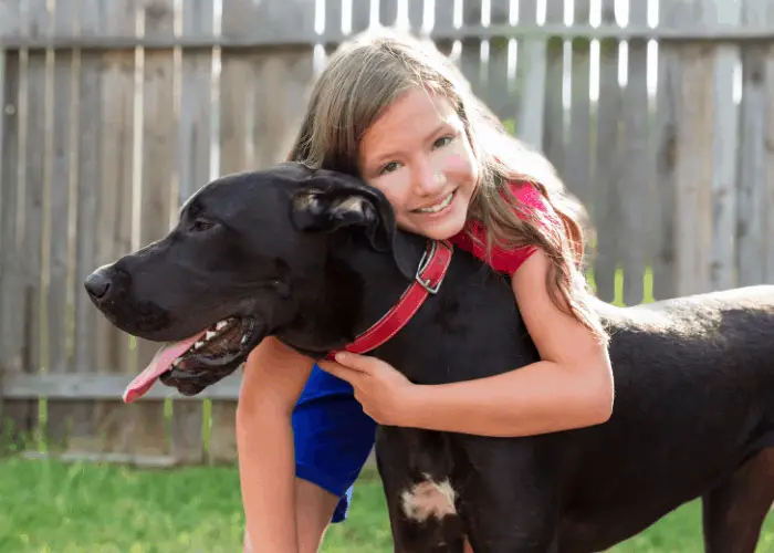 Great Dane Complete Information 4 great dane being hugged by a young girl