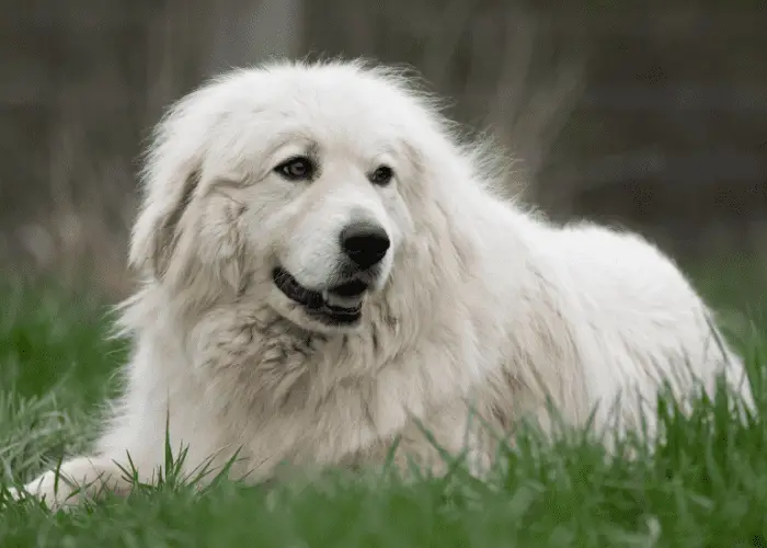What Type of Dog is Akamaru? 2 great pyrenees lying on the lawn