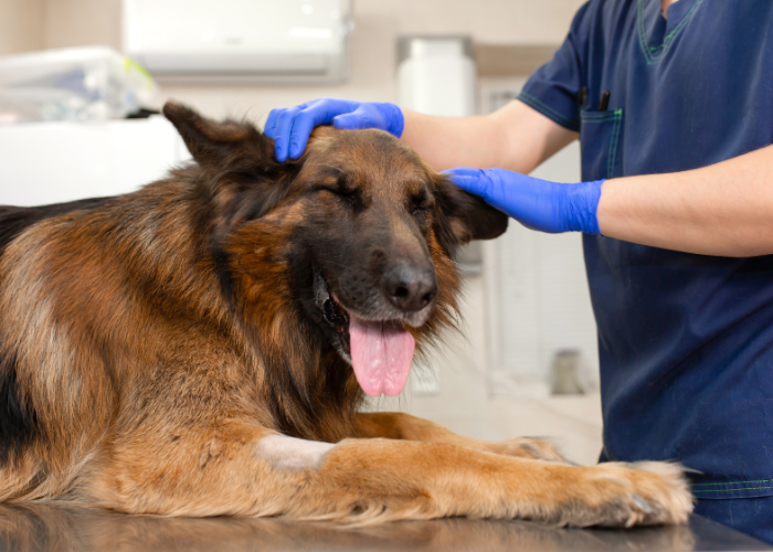 21 Dogs That Look Like German Shepherds: The K9 Doppelgängers 6 gsd at a vet clinic