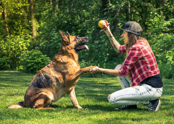 21 Dogs That Look Like German Shepherds: The K9 Doppelgängers 4 gsd with female owner training
