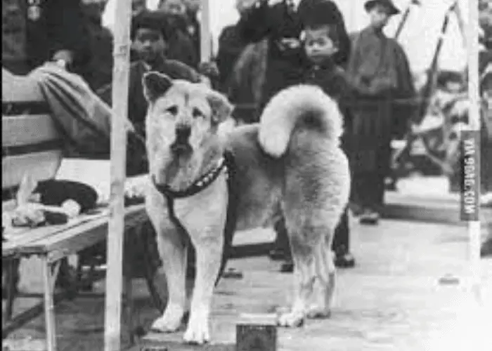 What Kind of Dog is Hachi? 3 hachiko at the train station