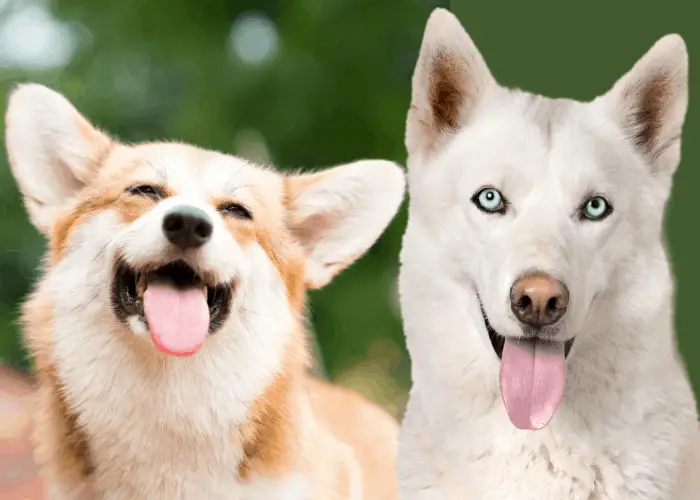 Corgi Husky Mix Ultimate Guide 9 happy corgi and white husky