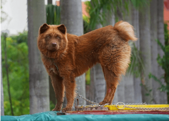 hmong docked tail dog