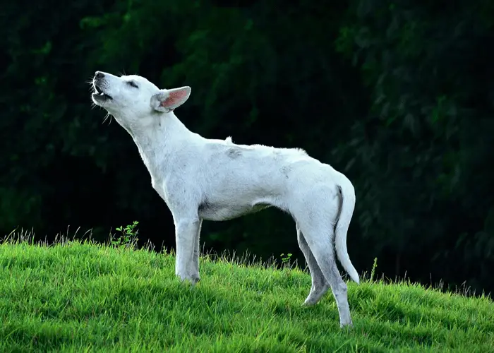 Why Do Dogs Howl In Their Sleep?(A Nightmare?) 3 howling white dog on the lawn