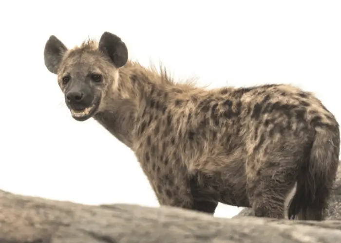 Why Are Dogs Called Canines or K9? 9 hyena standing and looking on its side