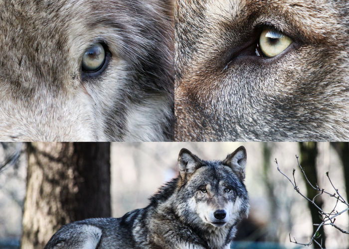 image showcasing eye colors
