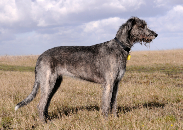 irish wolfhound in the field