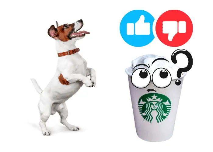 Starbucks Puppuccino: What Is It? (Secret Revealed) 5 is puppuccino good for dogs image
