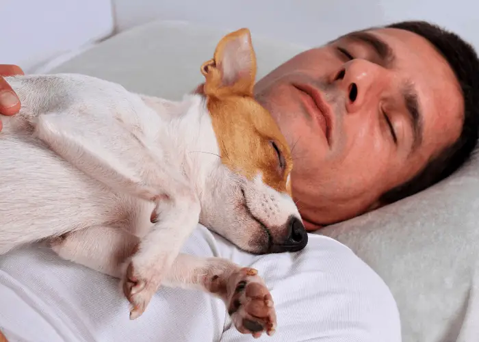 Why Does My Dog Lay On Top Of Me? 2 jack russell sleeping on top of its male owner