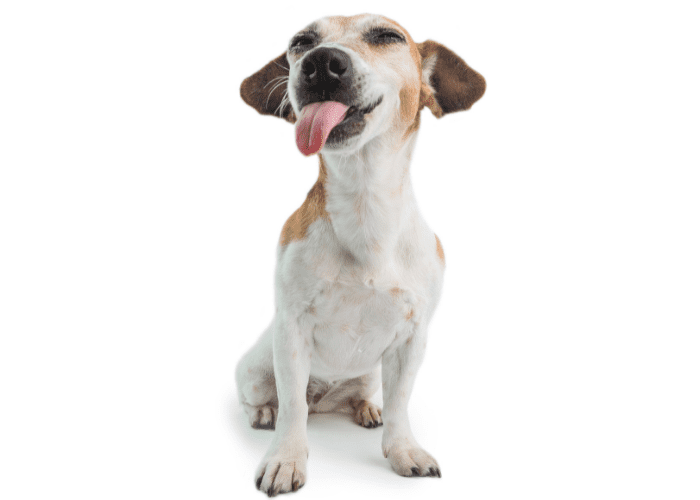jack russell sticking its tongue out