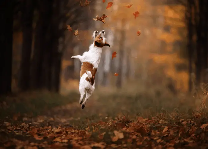 15 Reasons Why (Some) People Hate Dogs 6 jack russell terrier jumping in the forest