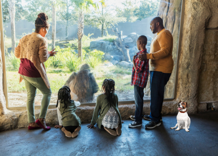 jake russell with its owners visiting a zoo