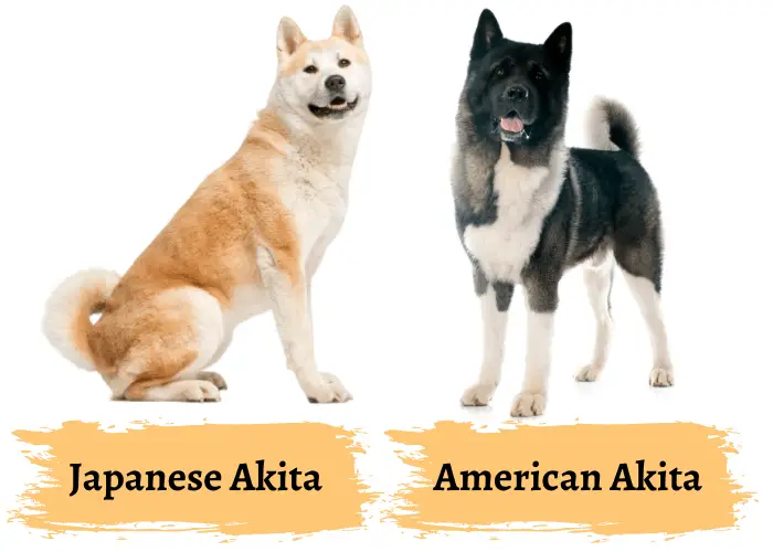 can a akita and a sapsali be friends