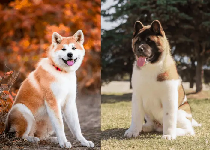 What Kind of Dog is Hachi? 6 japanese and american akita image