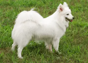 The 13 Japanese Dog Breeds ( Popular Dogs from Japan)