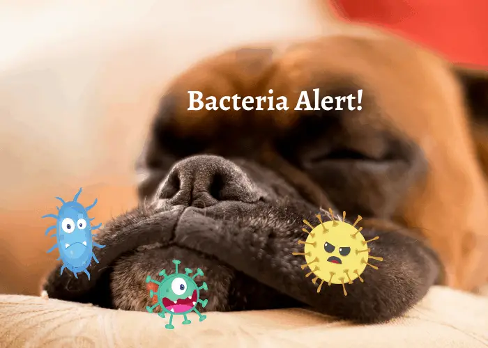 Why Do Dogs Have Jowls? 12 jowls with bacteria cartoon