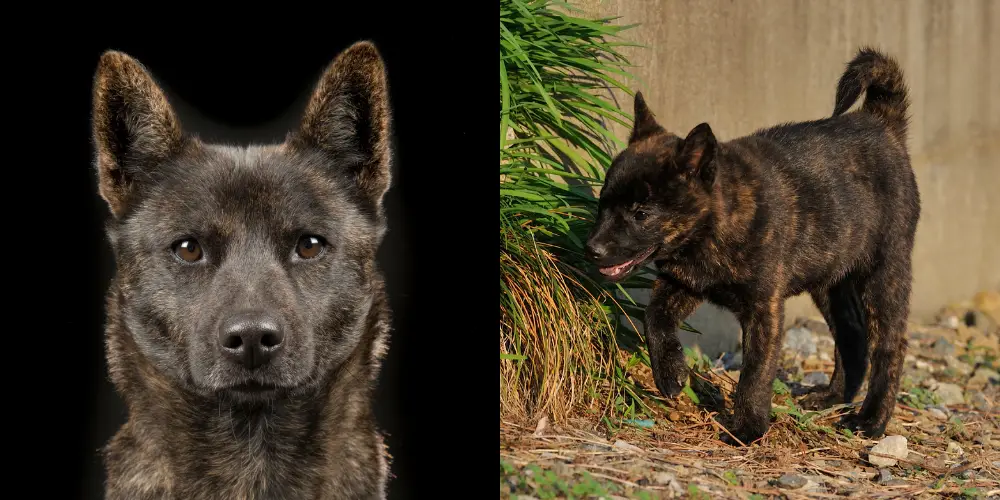 25 Dog Breeds That Look Like Tigers Unleashing the Stripes