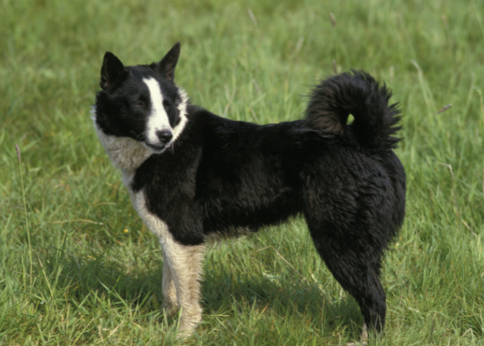 karelian bear dog standing on the lawn