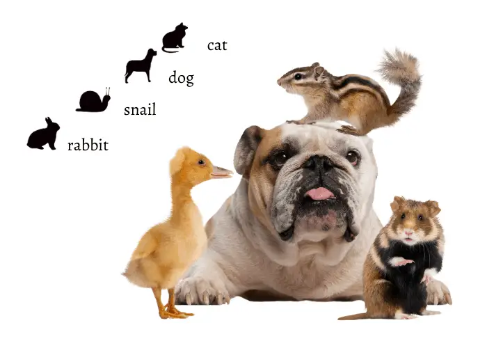 Can Dogs and Cats Breed? 4 kinds and species of animals