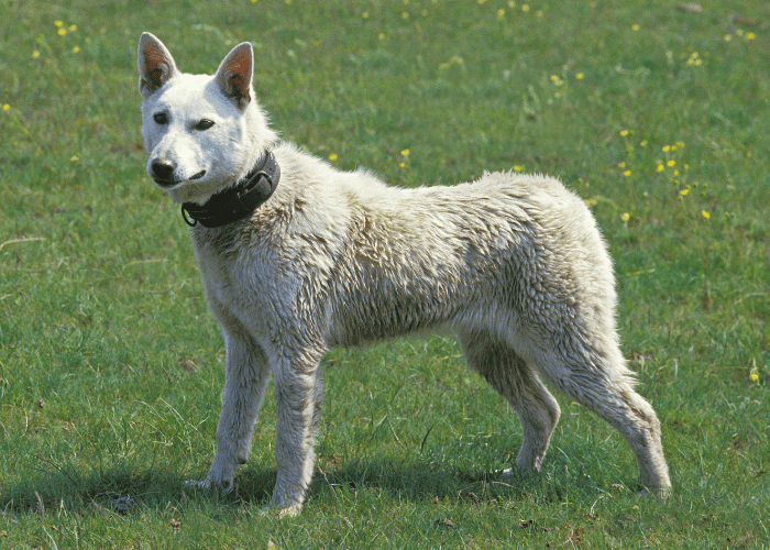 kishu ken dog breed on the lawn