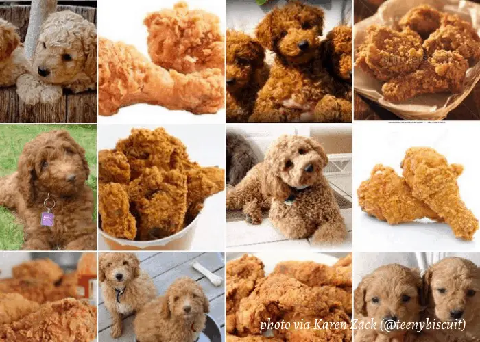 chicken nugget dog breed