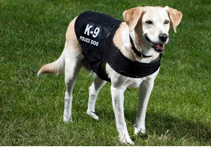 why do they call dogs k9s