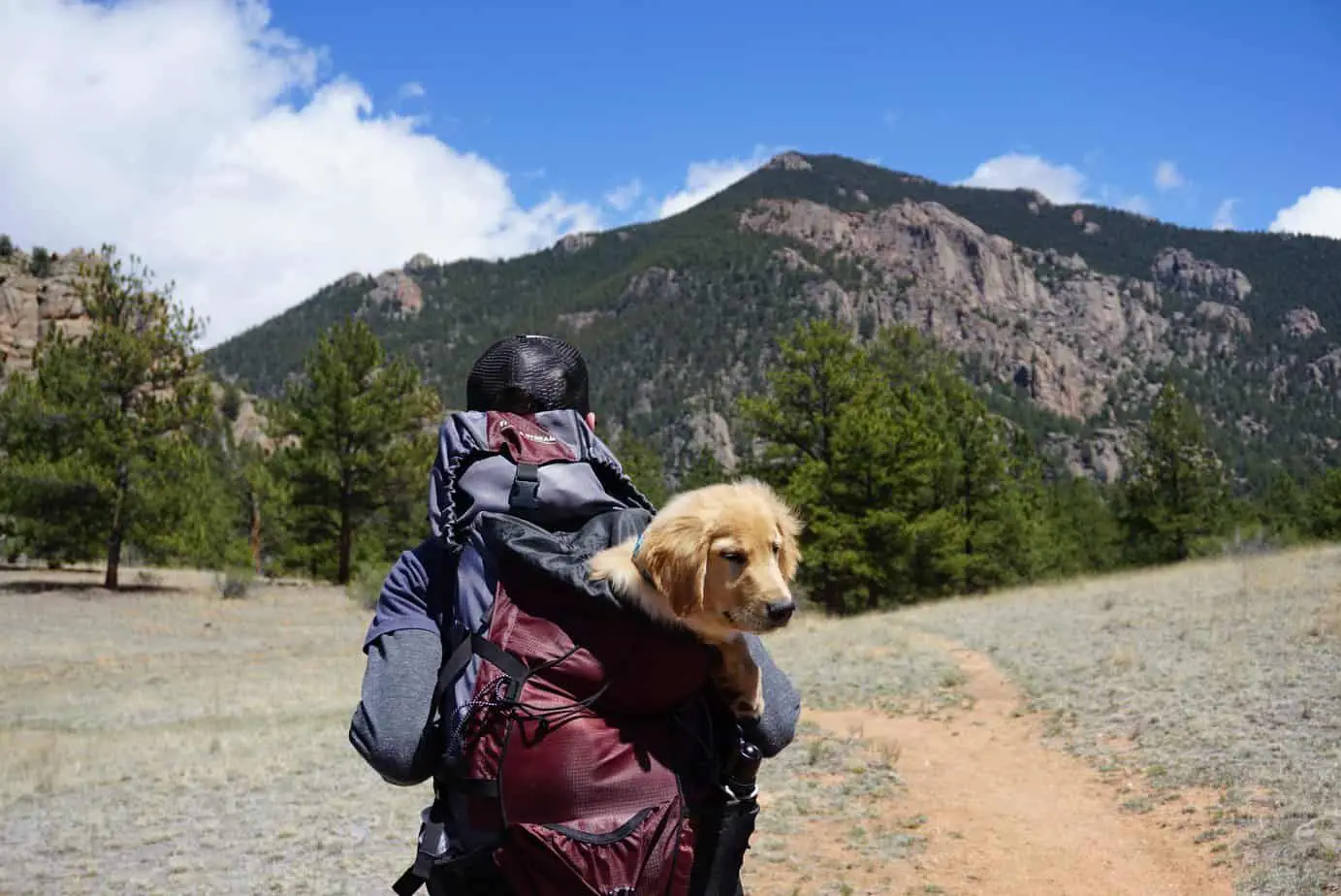 labrador puppy being carried in a back pack
