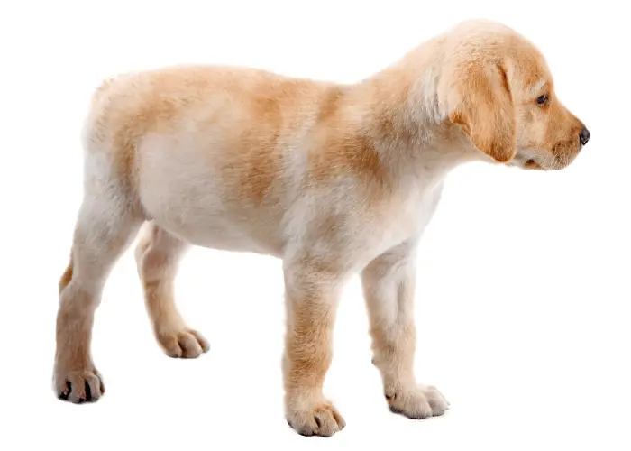 labrador puppy on white background