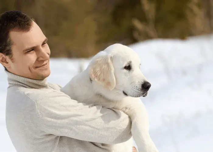 can labradors be apartment dogs