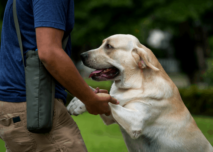  labrador retriever training at the park with owner
