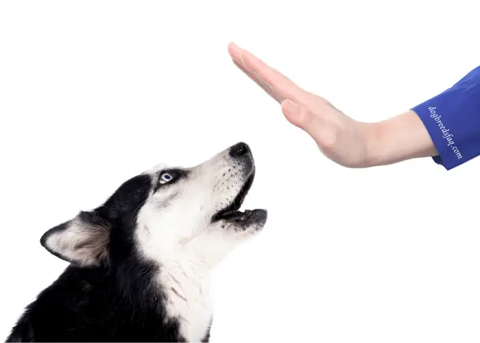 lady eigenaar met paarse mouw gebaart husky om te stoppen met blaffen