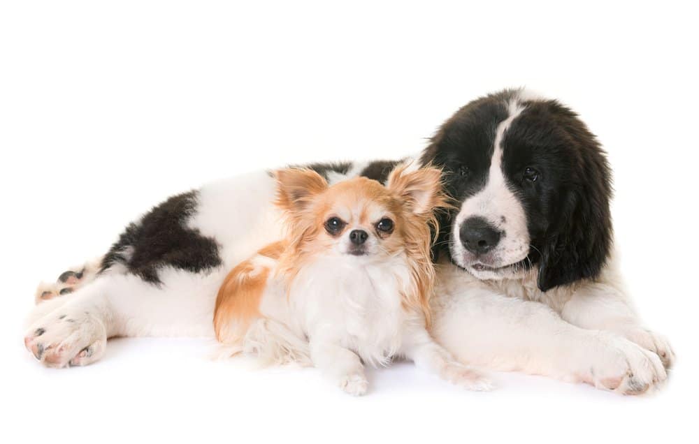 7 Famous Canadian Dog Breeds List | Dog Breeds FAQ 3 landseer puppy and chihuahua