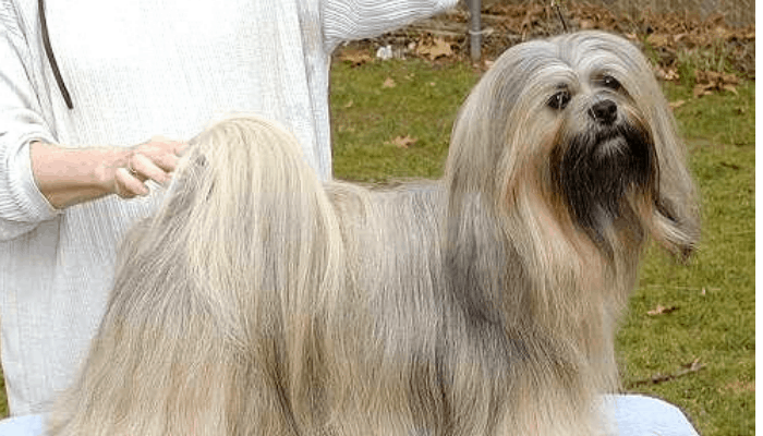 lhasa apso on the table with owner