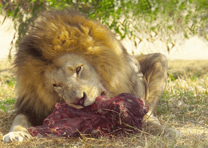 lion eating a carcass