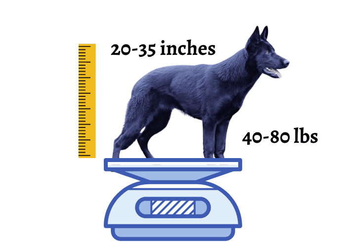 lycan shepherd dog size and weight