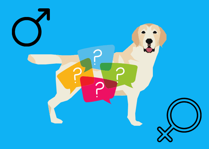 Male Vs. Female Labrador: Which Is Better? 5 male or female labrador image