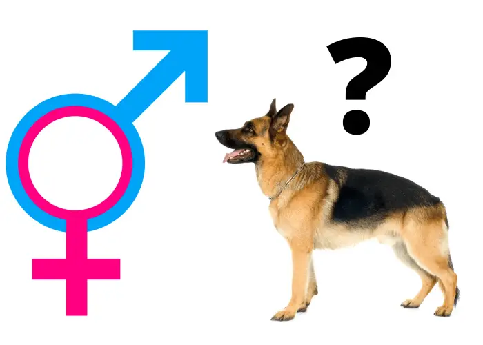male versus female german shepherd question image