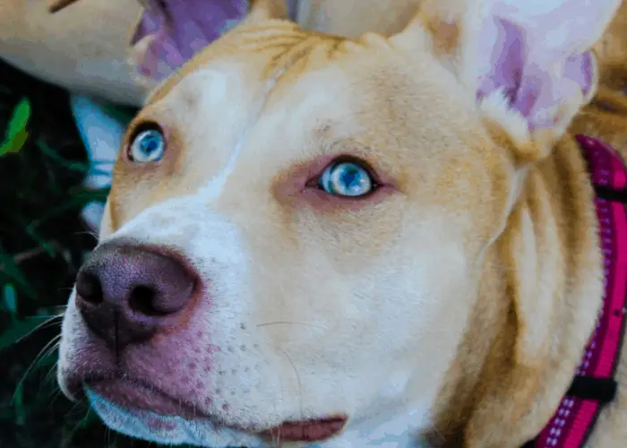 matured pit bull with brown eyes