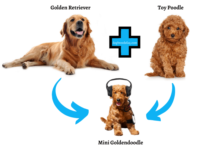 mini goldendoodle infographic