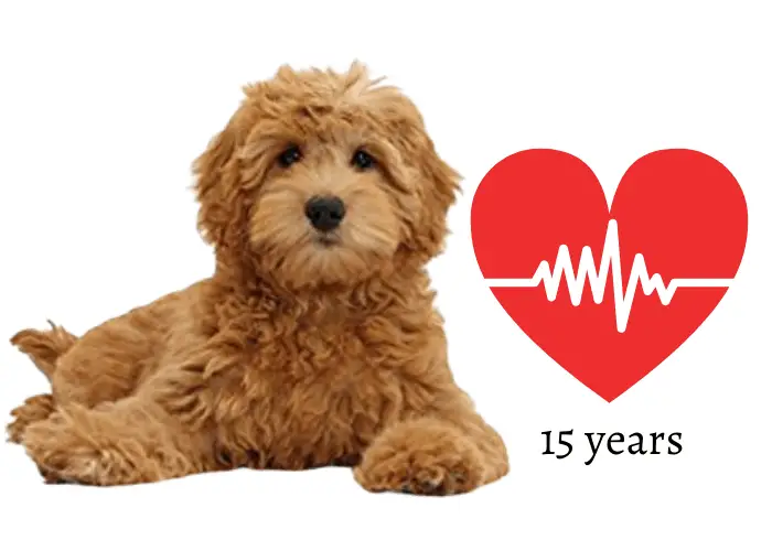 mini goldendoodle lifespan and heart rate