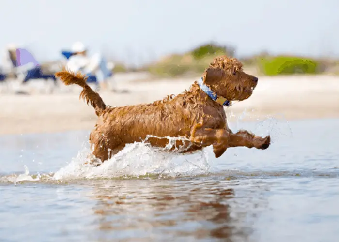 From Pup to Full Grown Mini Goldendoodle 6 mini goldendoodle playing in the beach water