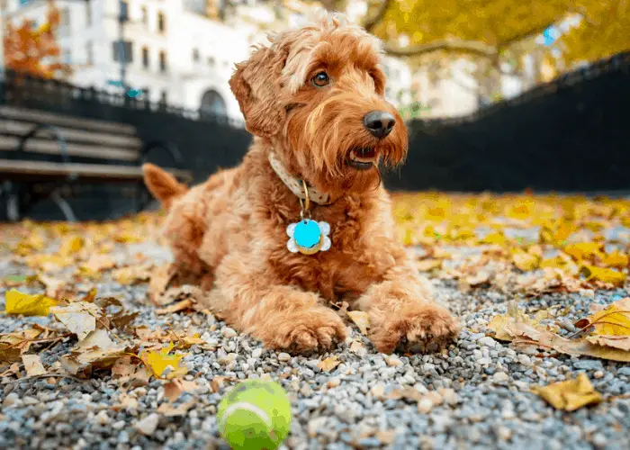 From Pup to Full Grown Mini Goldendoodle 5 mini goldendoodle relaxing in the park
