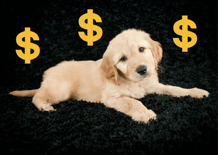 From Pup to Full Grown Mini Goldendoodle 8 mini goldendoodle with 3 dollar sign lying on a dark background