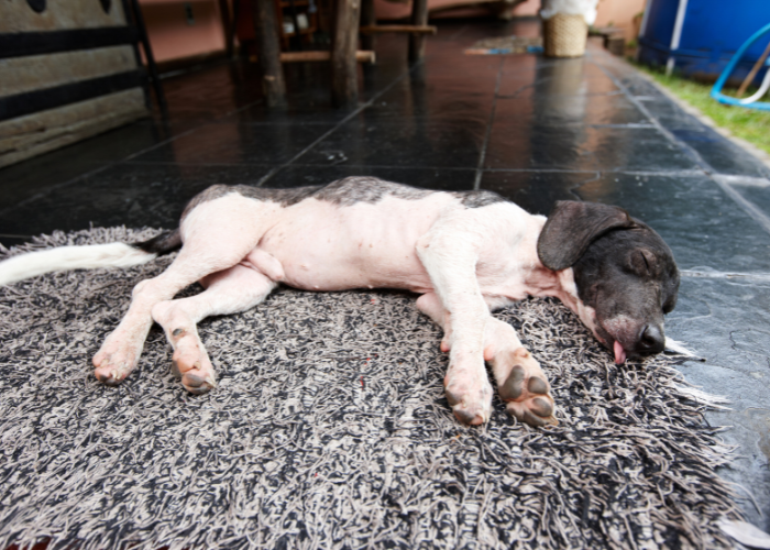 mongrel dog sleeping with tongue out