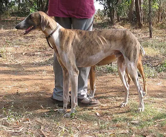 mudhol hound with owner in the woods