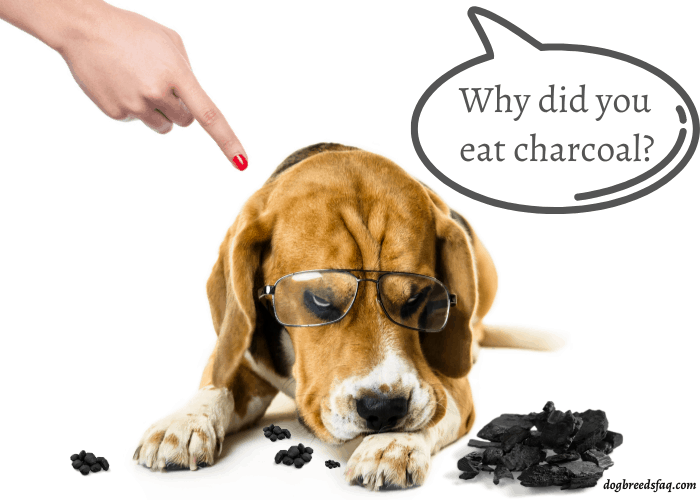 owner asking a beagle why it ate the charcoal