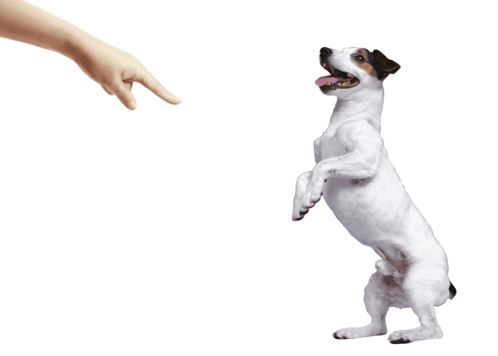 13 Basic Dog Commands in Japanese ( With Audio ) 9 owner asking its dog to stand on hind legs