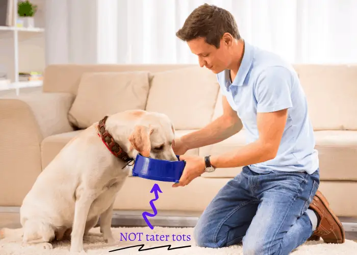 Can Dogs Eat Tater Tots? 7 owner feeding his labrador retriver with collar in the lounge room