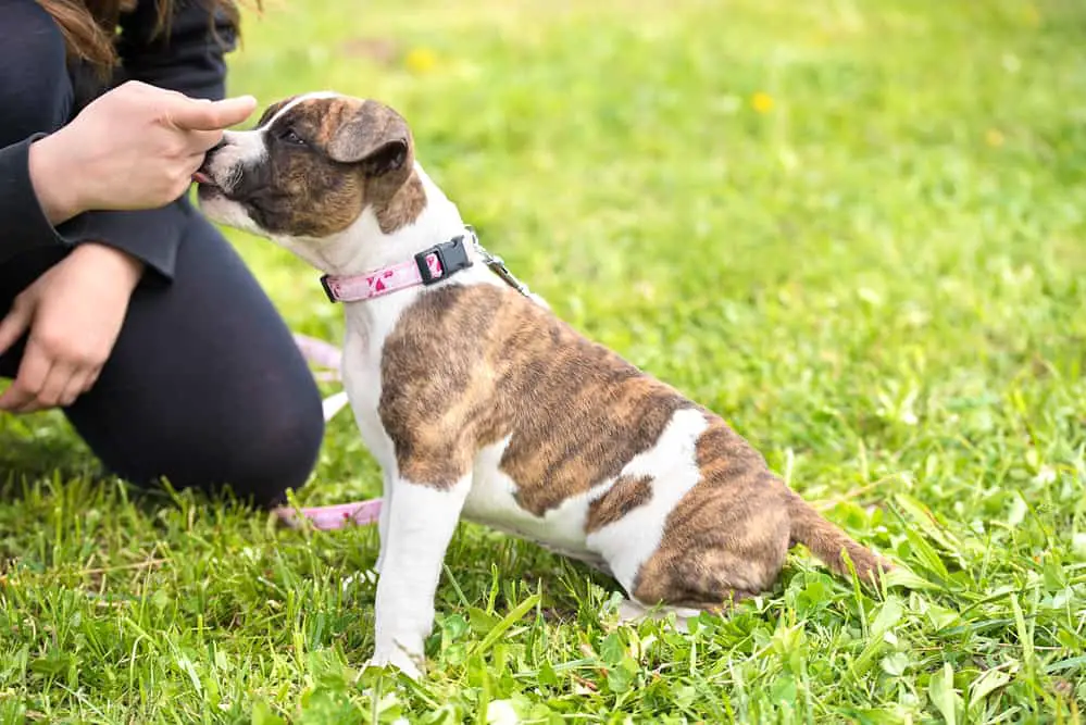 owner giving a pit bull terrier a positive reinforcement